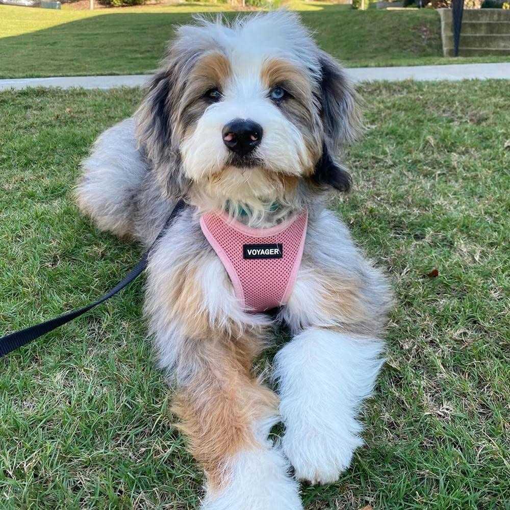 Adjustable Step In Dog Harness G342848