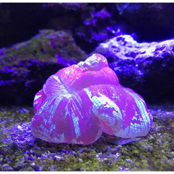 Reef Buffer Y739249