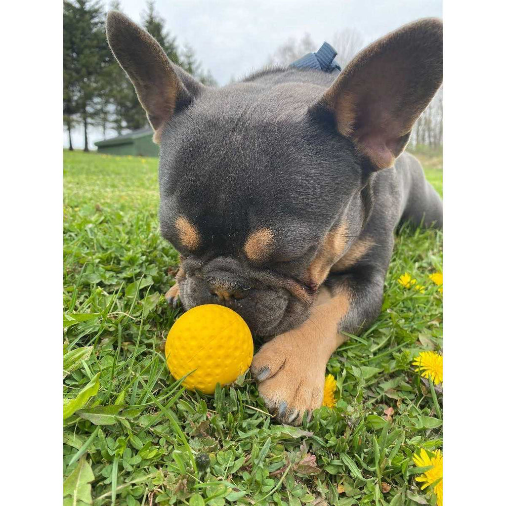 Goat Sport Ball Dog Toy D311