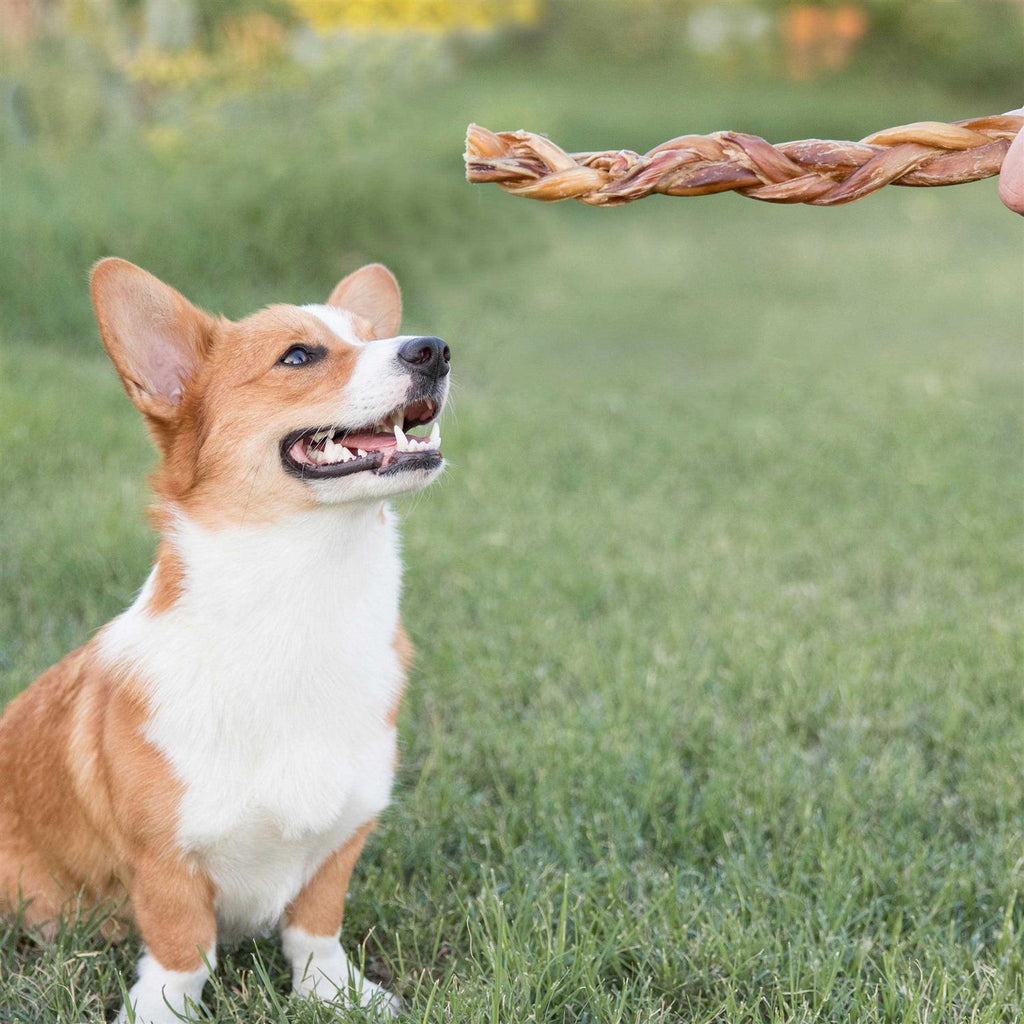 Braided Bully Sticks for Dogs Natural Beef Bones O973596