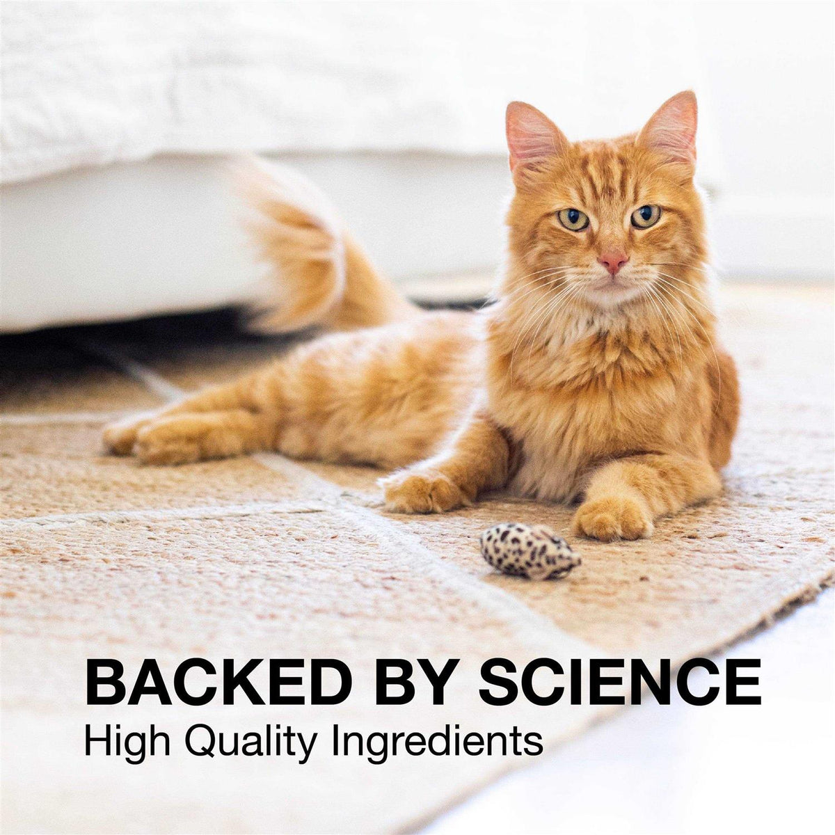 Liver and Brain Health Supplement for Small Dogs & Cats C3950