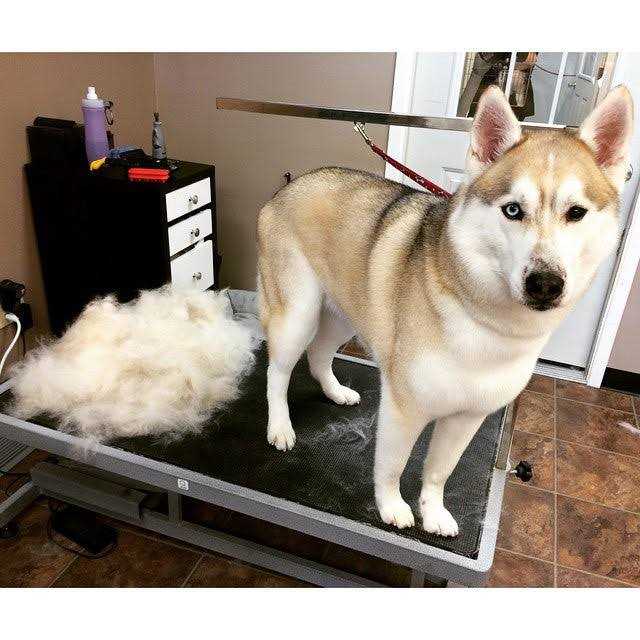 Grooming Tool W851566