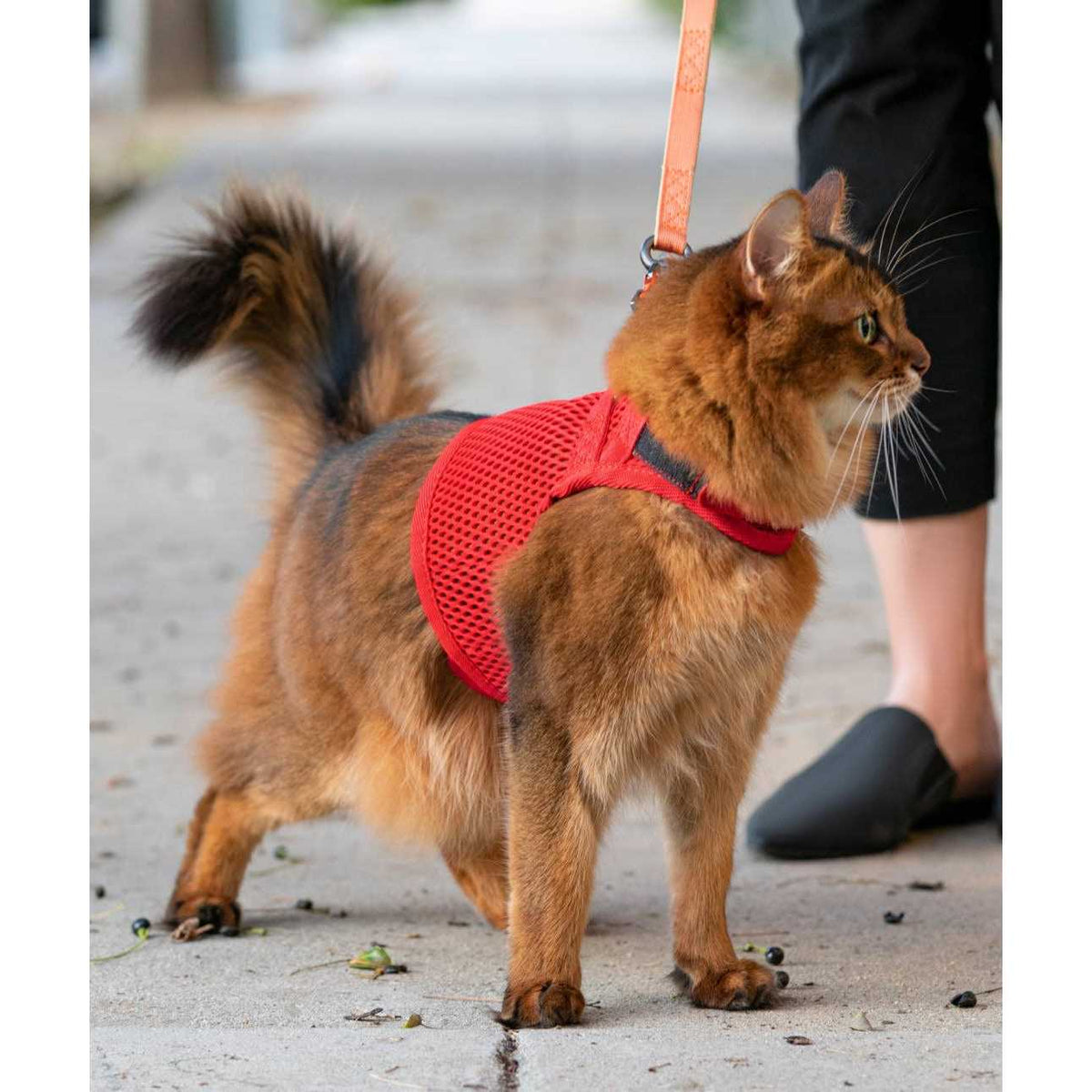 Cat Harness U491447