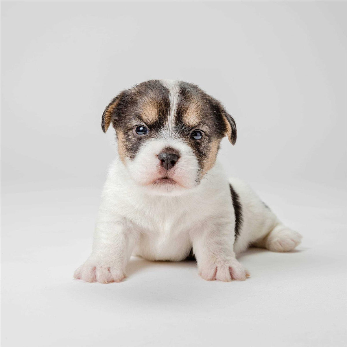 Puppy Weaning Food T740