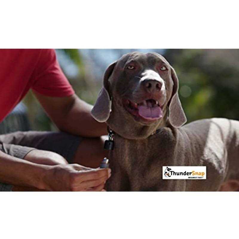 Quick-Connect Dog Leash B1696