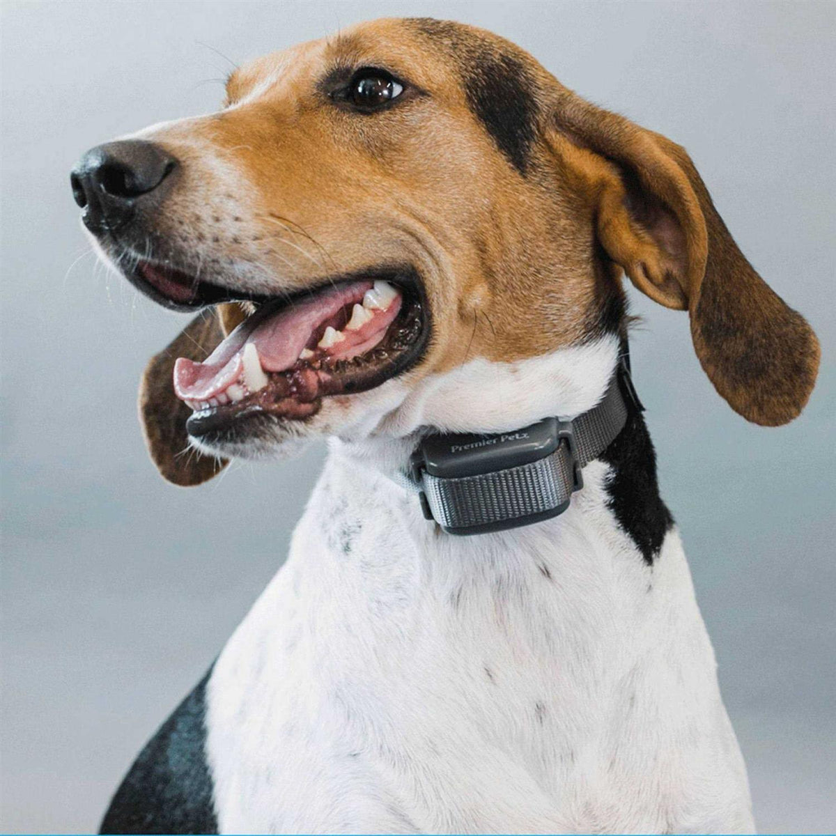 Bark Collar K17299