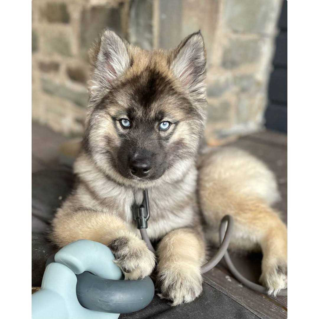 Dog Toy V579301