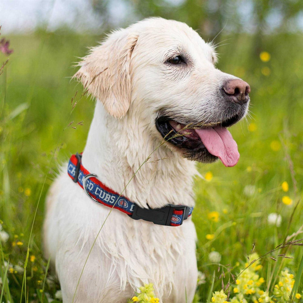 Dog Collar V178