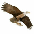 American Bald Eagle Kite H7073