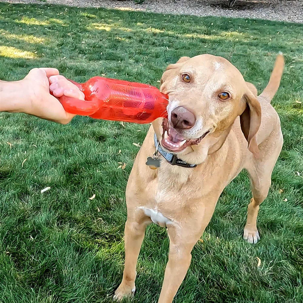 Dog Toy C404993