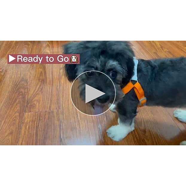 Adjustable Padded Reflective Dog Harness with 2 Leash Clips G516