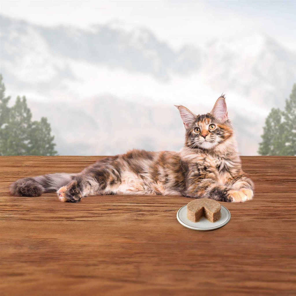 Wet Cat Food Variety Pack I901
