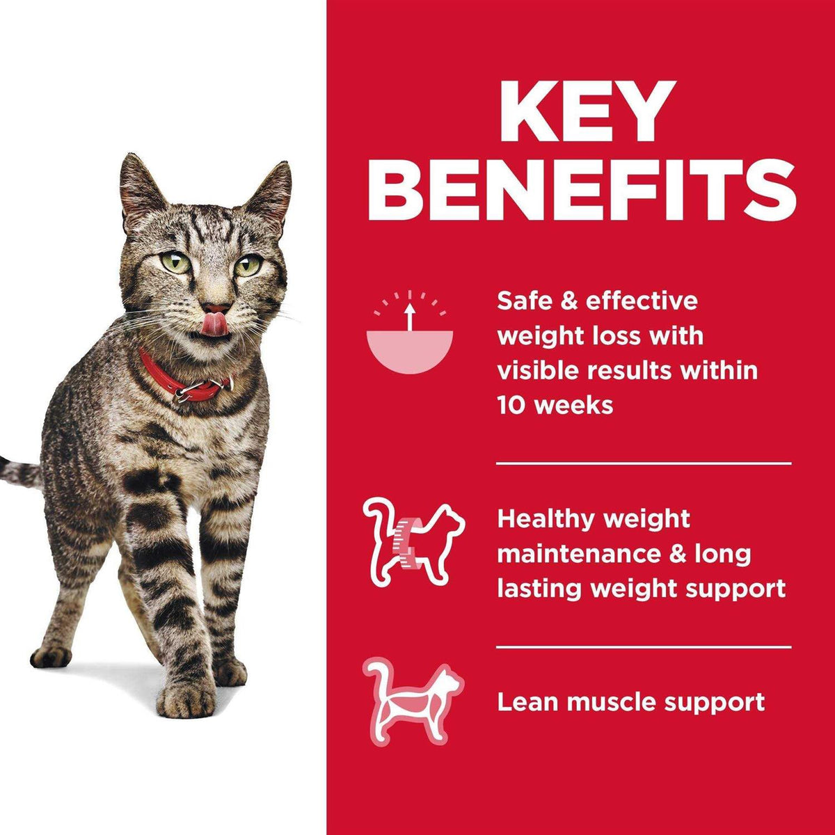 Adult Cat Food S6098